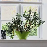 Apartment Green-waanang Nebel